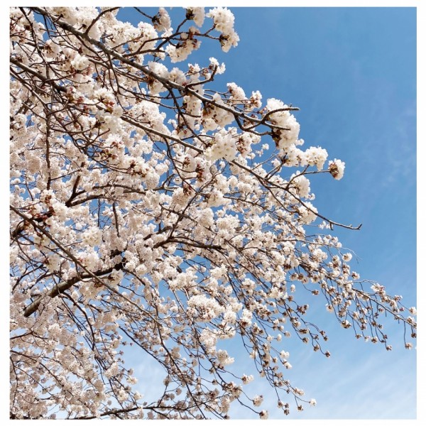 桜1